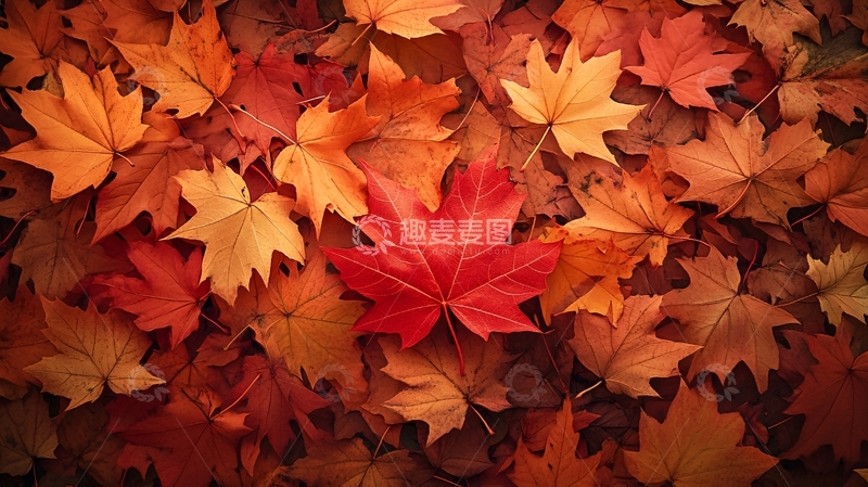 高清大图下载【趣麦麦图】枫叶背景实拍