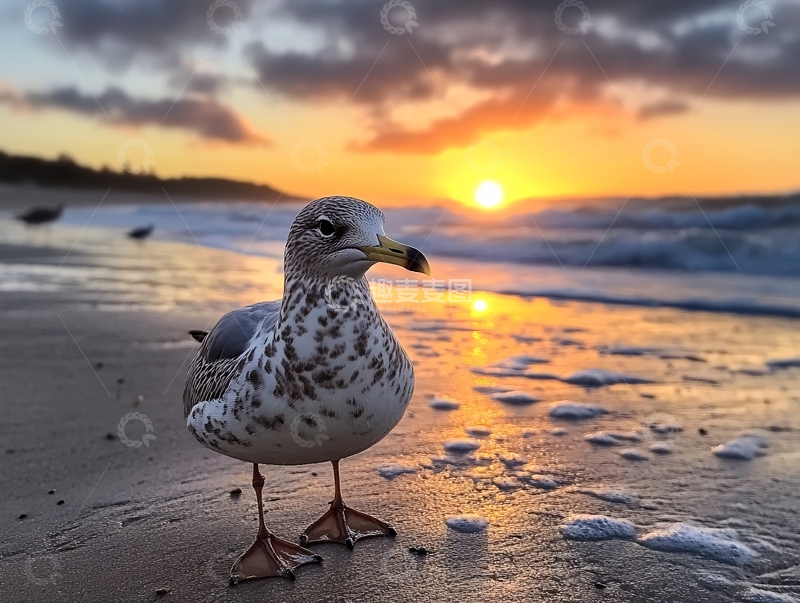 高清大图下载【趣麦麦图】朝霞海鸥
