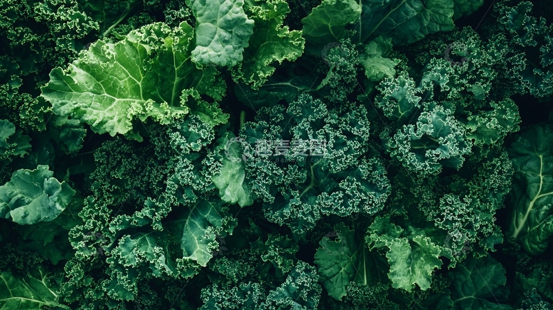 高清大图下载【趣麦麦图】露地甘蓝