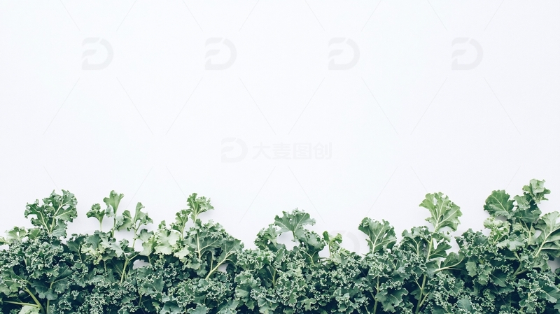高清大图下载【趣麦麦图】菜叶素材