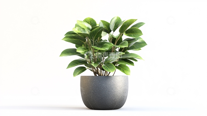 高清大图下载【趣麦麦图】绿植模型