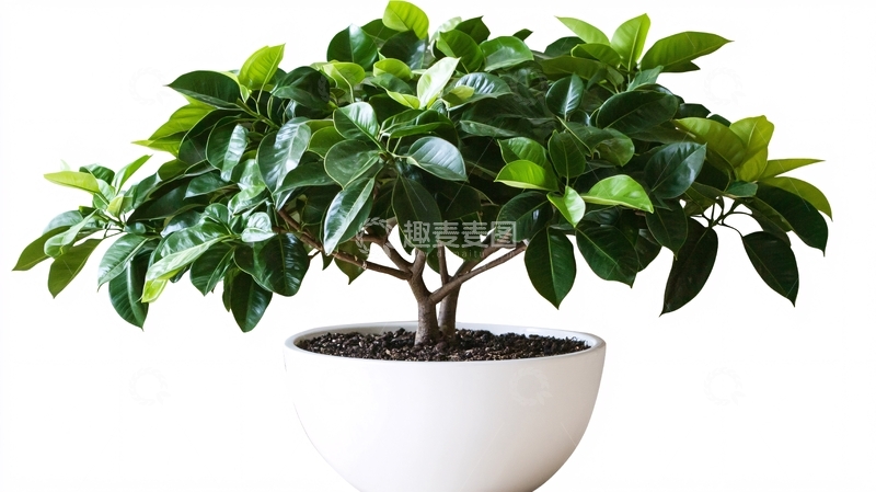 高清大图下载【趣麦麦图】绿叶盆栽与白色背景