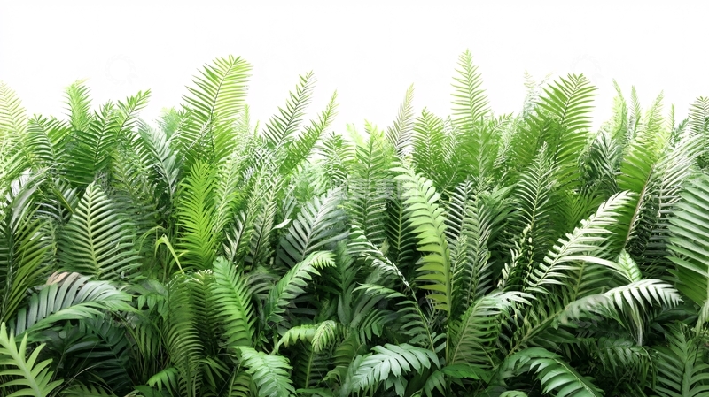 高清大图下载【趣麦麦图】热带植物叶片展示