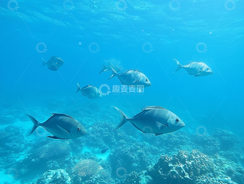 高清大图下载【趣麦麦图】海洋生物海洋鱼群