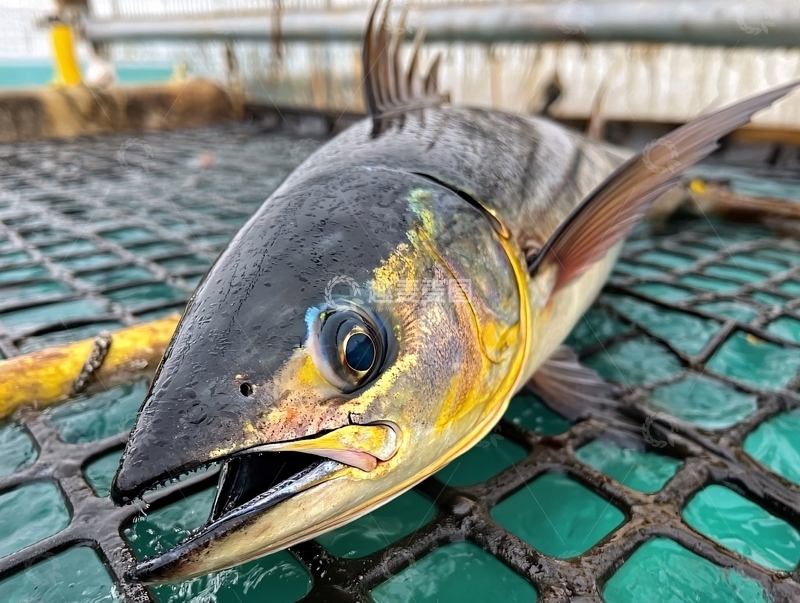 高清大图下载【趣麦麦图】海洋生物与经济