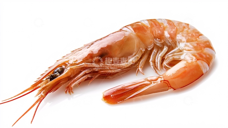 高清大图下载【趣麦麦图】虾高清白底图2