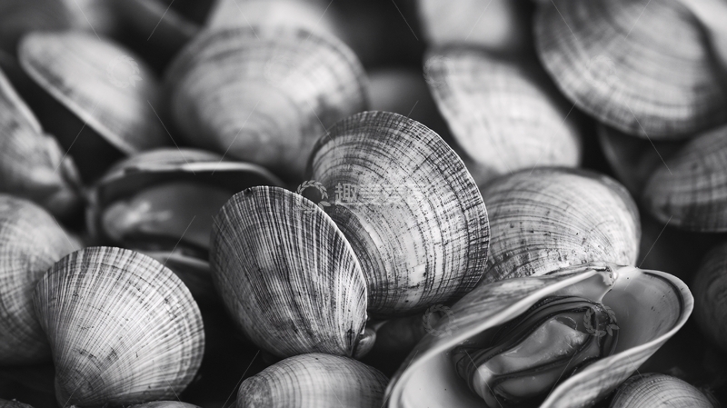 高清大图下载【趣麦麦图】蛤特写