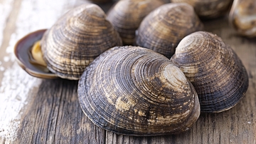 一堆蜗牛壳高清图片