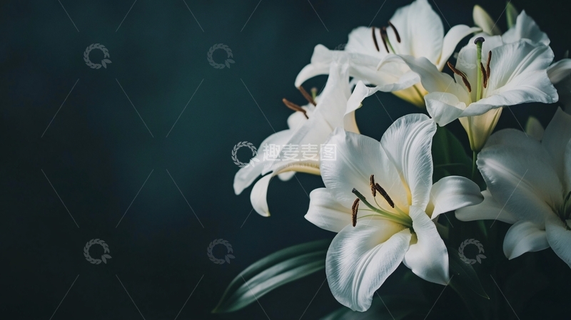 高清大图下载【趣麦麦图】唯美百合花