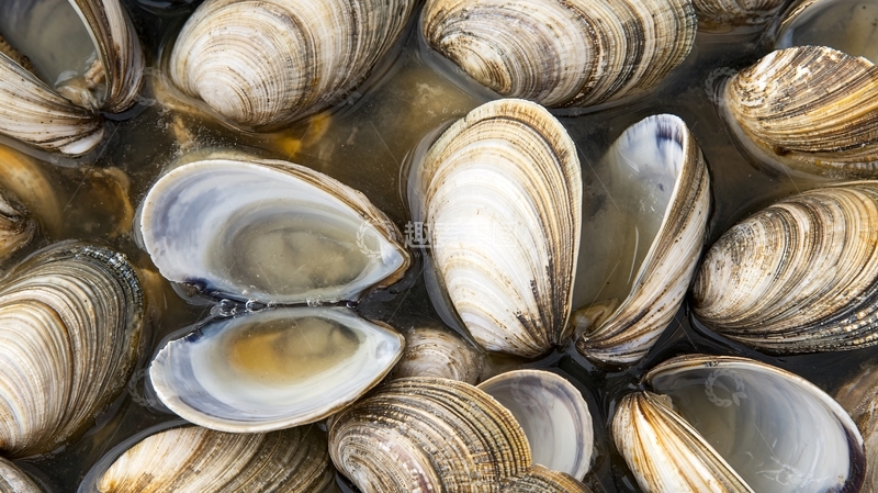 高清大图下载【趣麦麦图】五香炖煮蛤蜊肉