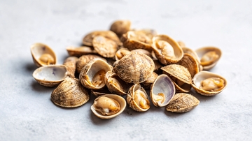 花甲蛤蜊海鲜花蛤