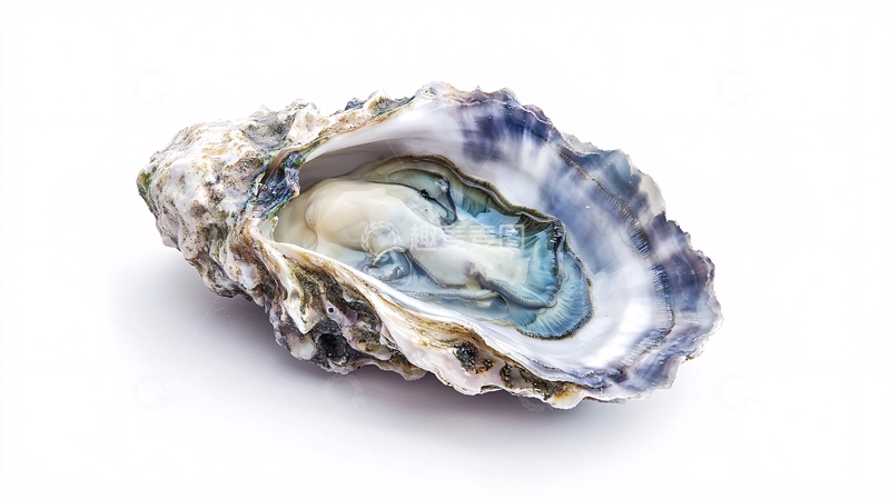 高清大图下载【趣麦麦图】牡蛎果肉详情