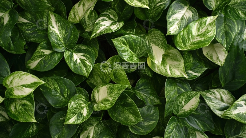 高清大图下载【趣麦麦图】仿真绿植背景3