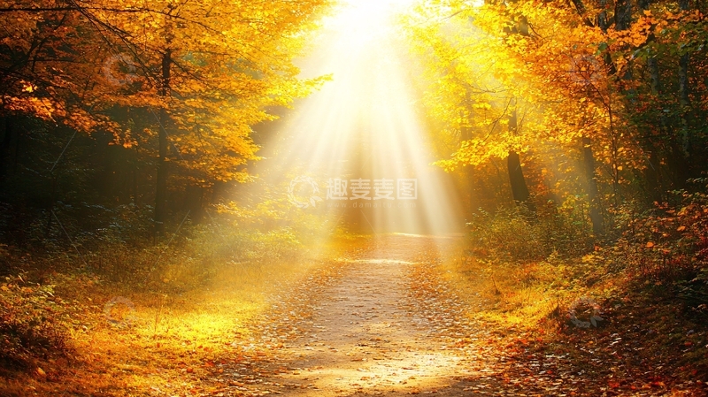 高清大图下载【趣麦麦图】林间金色阳光