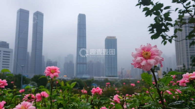 高清大图下载【趣麦麦图】高楼花海
