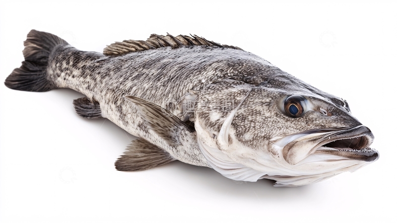 高清大图下载【趣麦麦图】鲈鱼白底图片1