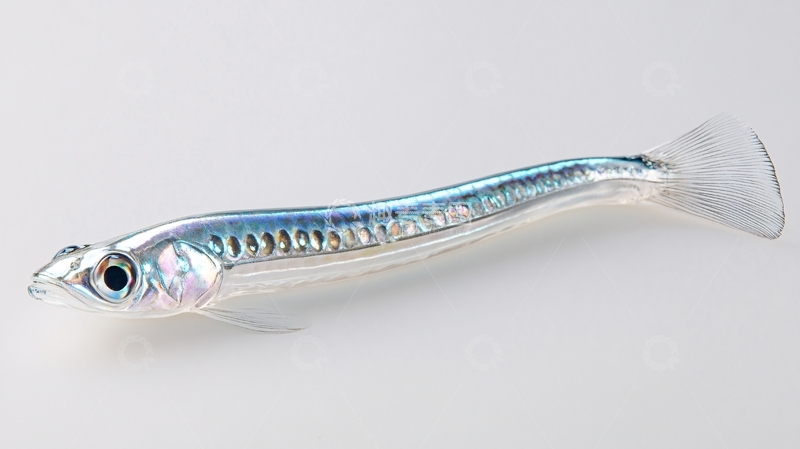 高清大图下载【趣麦麦图】水划银雪鱼2