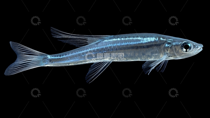 高清大图下载【趣麦麦图】水划银雪鱼5