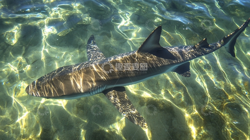 高清大图下载【趣麦麦图】鲨鱼游弋清水中