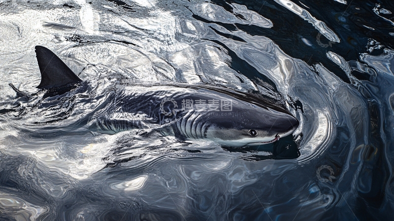 高清大图下载【趣麦麦图】海洋鲨鱼画4