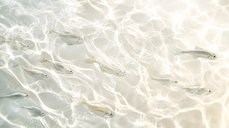 高清大图下载【趣麦麦图】金色鱼群