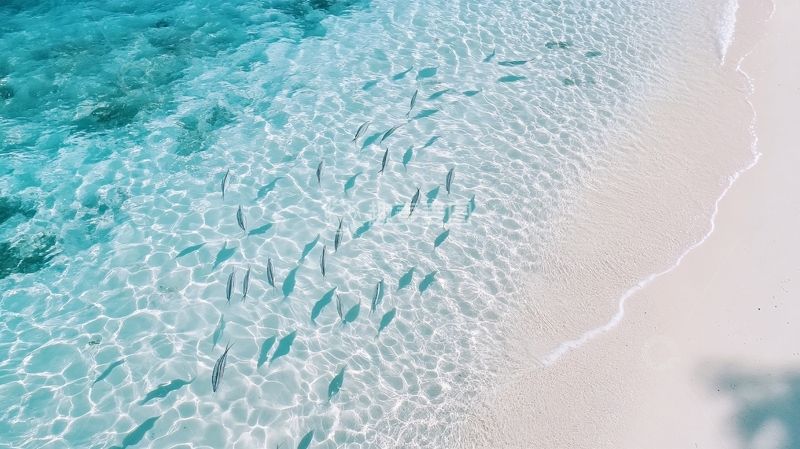 高清大图下载【趣麦麦图】海底鱼群俯视图