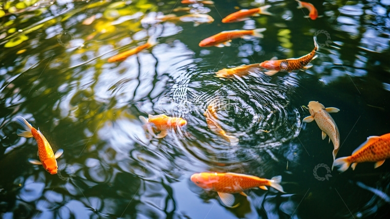 高清大图下载【趣麦麦图】杜甫草堂锦鲤