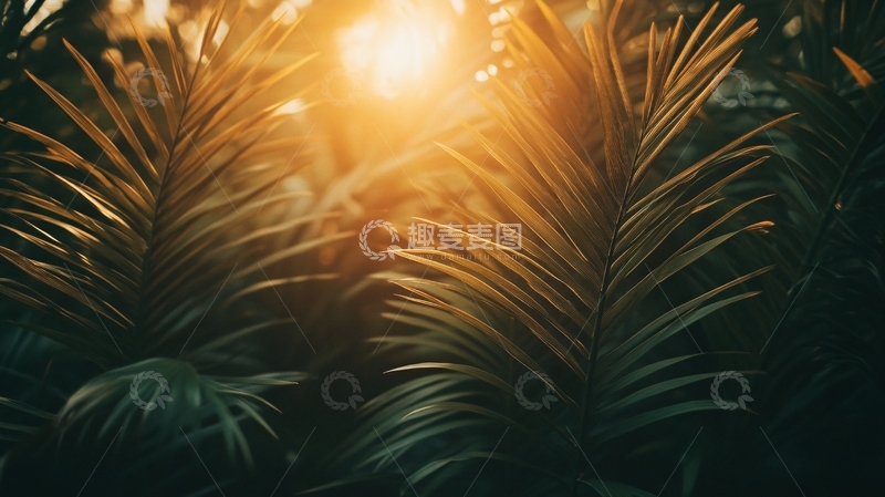 高清大图下载【趣麦麦图】阳光下的铁树