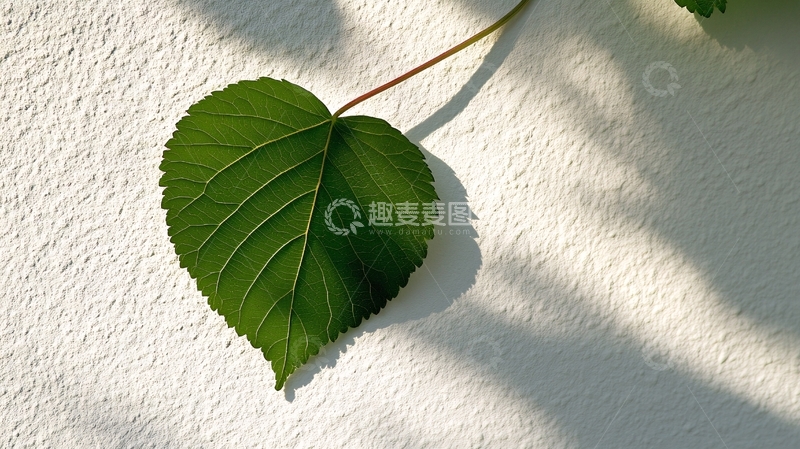 高清大图下载【趣麦麦图】叶脉逆光照