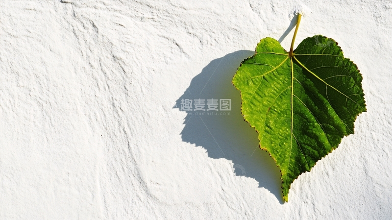高清大图下载【趣麦麦图】一张心形叶
