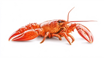 写实小龙虾手绘1