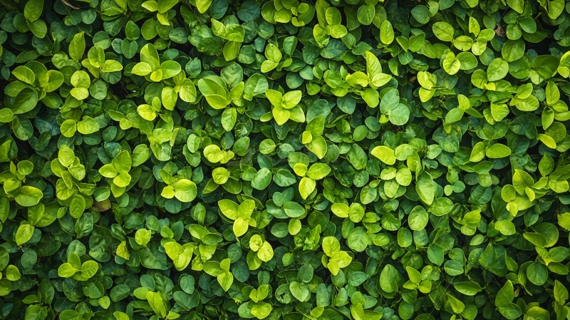 高清大图下载【趣麦麦图】绿植植物背景