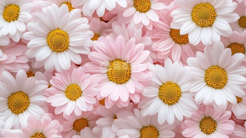 高清大图下载【趣麦麦图】粉菊花背景墙