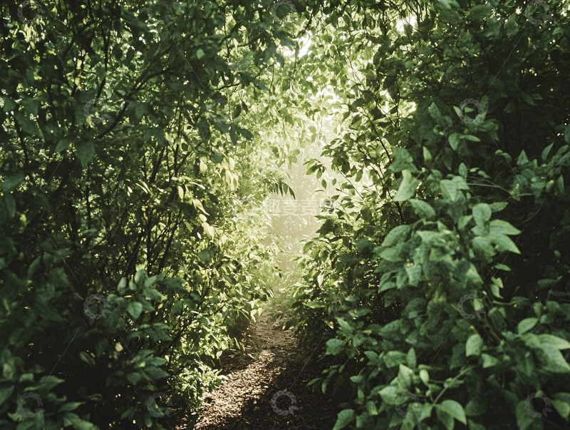 高清大图下载【趣麦麦图】森林夏季清晨