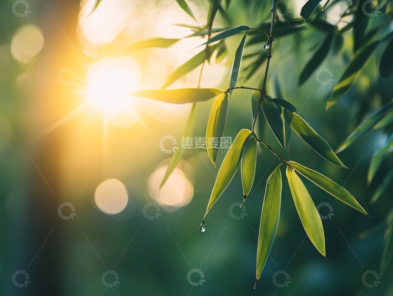高清大图下载【趣麦麦图】竹叶阳光