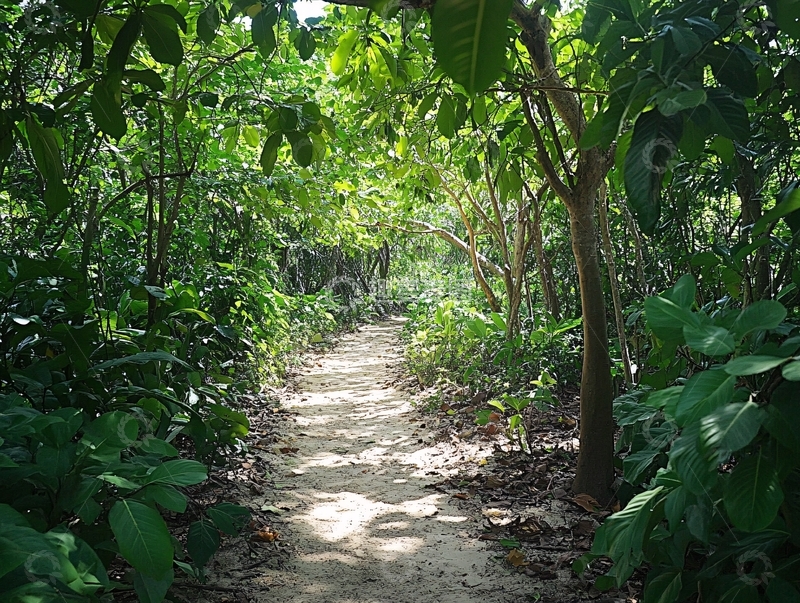 高清大图下载【趣麦麦图】香蕉经济林