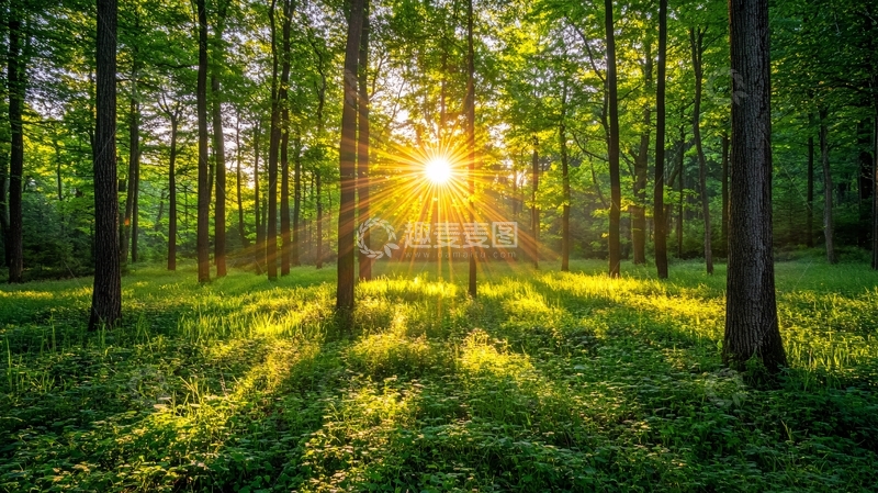 高清大图下载【趣麦麦图】清晨森林阳光3