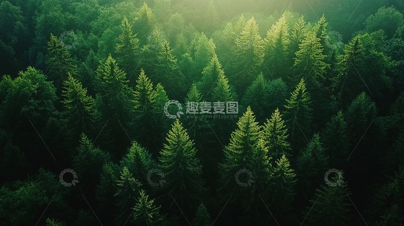 高清大图下载【趣麦麦图】针叶林阔叶林松树