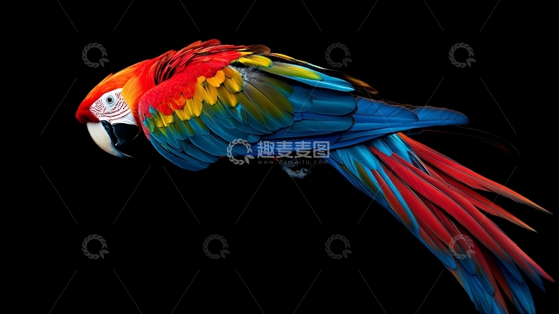 高清大图下载【趣麦麦图】金刚鹦鹉素材4