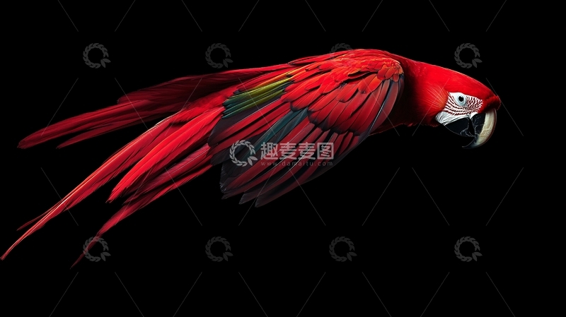 高清大图下载【趣麦麦图】红嘴鹦鹉素材
