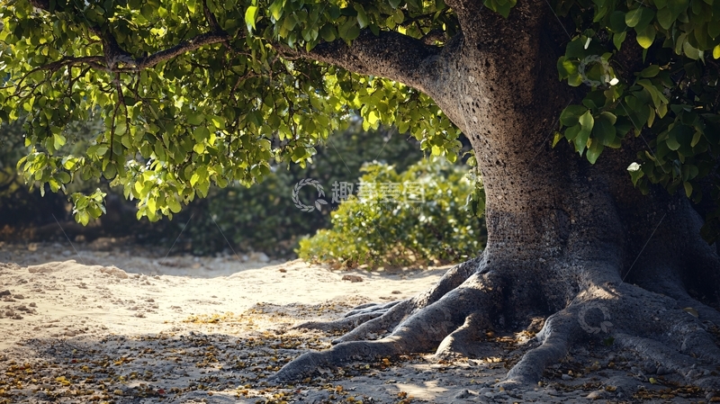 高清大图下载【趣麦麦图】榕树光影