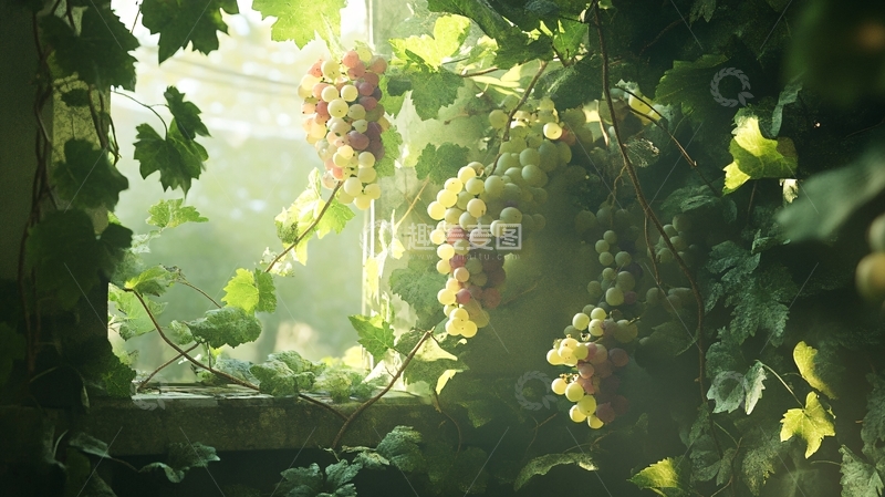 高清大图下载【趣麦麦图】阳光与葡萄1
