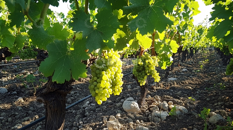 高清大图下载【趣麦麦图】葡萄架硕果累累