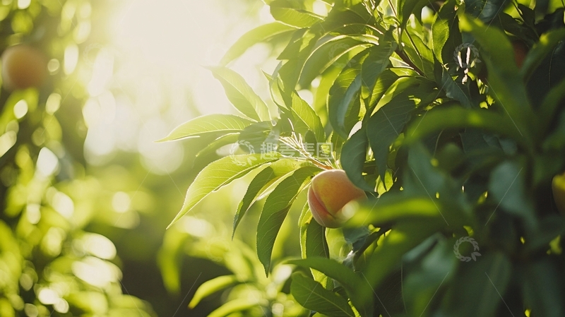 高清大图下载【趣麦麦图】阳光下的金桔2
