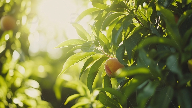 高清大图下载【趣麦麦图】阳光下的金桔2