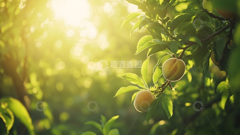 高清大图下载【趣麦麦图】阳光下的水果2