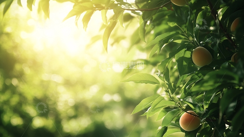 高清大图下载【趣麦麦图】阳光下的金桔3