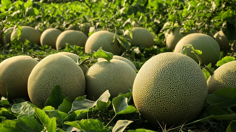 高清大图下载【趣麦麦图】哈蜜瓜详情