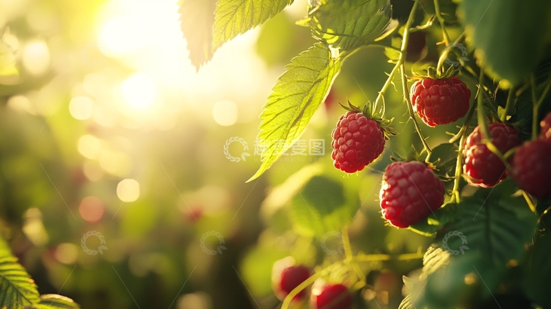 高清大图下载【趣麦麦图】树莓种植果园