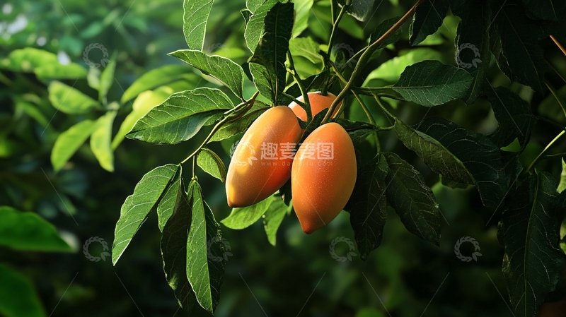 高清大图下载【趣麦麦图】-高清鸡蛋果